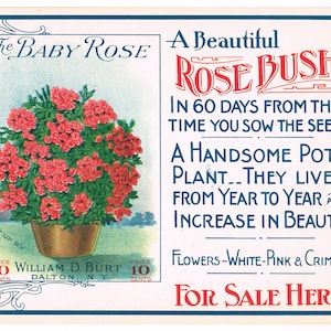 Original papel vintage cartel publicitario General Store c1910 Dalton New York Burts Baby Rose Bush Seed Packet Company