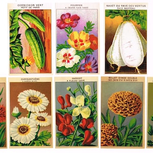 Lot original 8 différentes étiquettes de paquets de graines lithographiées vintage NOS c1910 General Store Fleurs Jardin Parterre de fleurs Jardinage européen