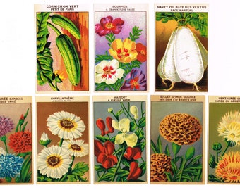 Original lot 8 different vintage lithographed seed packet labels NOS c1910 General Store Flowers Garden Flower Bed Gardening European