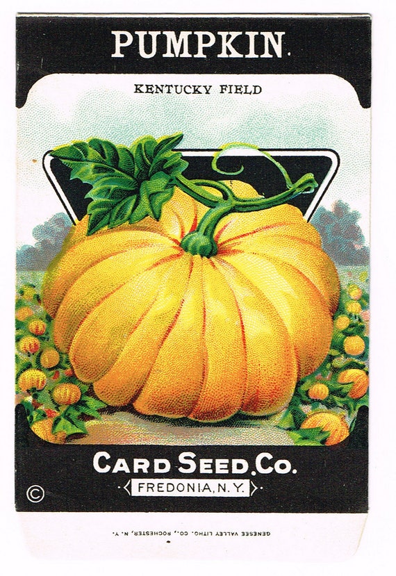 Original Vintage-Saatgut-Packung NOS c1920 General Store Garten Volkskunst  Karte Seed Fredonia NY Krbis Kentucky Field - Etsy Schweiz