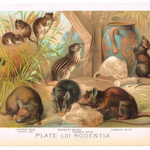 Original antique chromolithograph print 1880 Zoology Natural History Animals Rodents Mice Harvest Water Rat Common Barbary