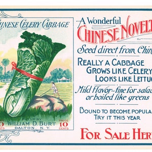 Original papel vintage cartel publicitario General Store c1910 Dalton New York Burts Chinese Celery Cabbage Seed Packet Company