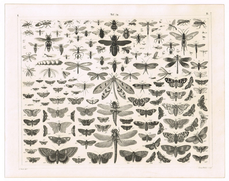Original antique steel plate engraving print 1851 J.G Heck Winkles Insects Entomology Moth Butterfly Flying Bugs