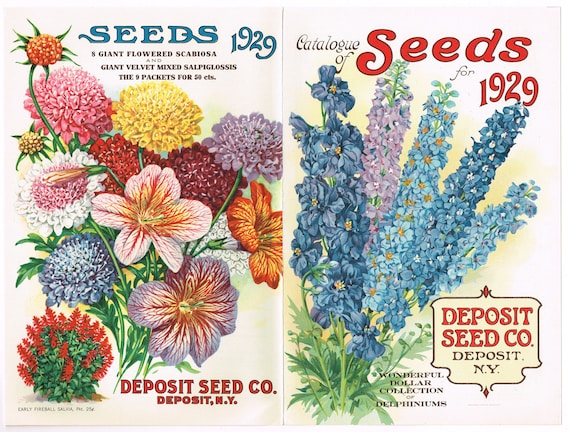 Original Flower vintage lithographed seed packet catalog cover Deposit Seed  Company New York 1929 Double Panel