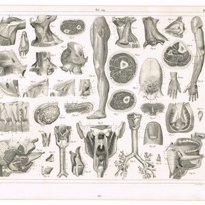 May include: A vintage anatomical illustration depicting cross-sections of various parts of the human body, including the leg, arm, head, and torso. The image is in black and white and includes labels for each section.