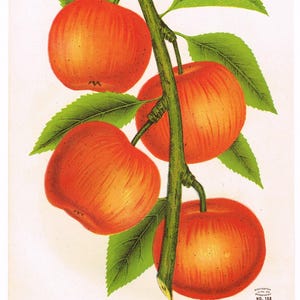 Puede incluir: Una ilustración vintage de una rama de un manzano Gen. Grant con cuatro manzanas rojas. El texto debajo de la imagen dice "Gen. Grant" y "Enormemente productivo, hermoso y de buena calidad; árbol bastante ornamental cuando está en flor y en fruto."