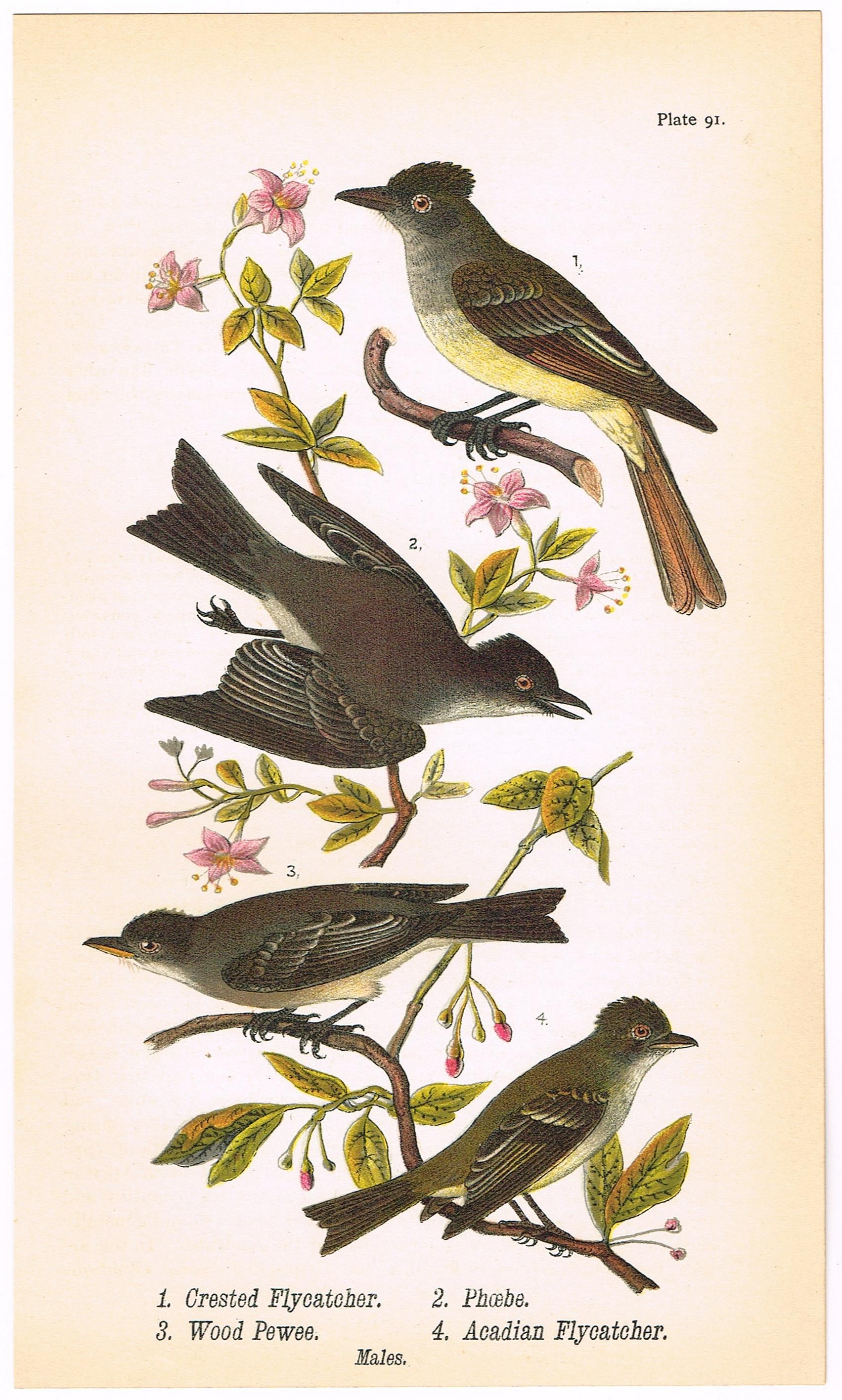 アート・デザイン・音楽 A collection of Antique print in Europe Original Antique Print 1890 Birds of Pennsylvania Chromolithograph