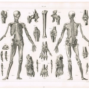 Original antique steel plate engraving print 1851 Medical Anatomy Anatomical Anatomy Of The Muscles & Ligaments Skeleton