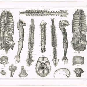 Original antique steel plate engraving print 1851 Medical Anatomy Anatomical Anatomy of the Vascular System 4
