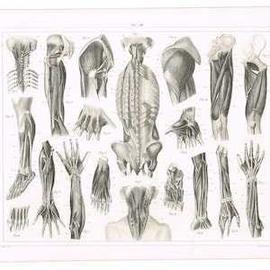 Original antique steel plate engraving print 1851 Medical Anatomy Anatomical Anatomy Of The Muscles