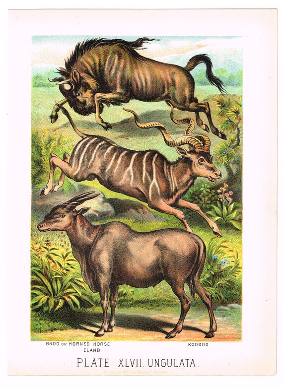 ヴィンテージ　リトグラフ　仔馬 オリジナルアンティーククロモリトグラフプリント 1880 動物学 自然史