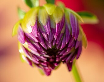 Purple Dahlia Macro Floral Print, Abstract Botanical Wall Art