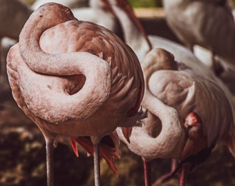 Pink Flamingo Photography Print | Tropical Bird Wall Art | Florida Wildlife Fine Art Decor