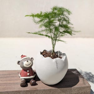 Jardinière en béton faite main en forme d'oeuf : décoration d'intérieur minimaliste