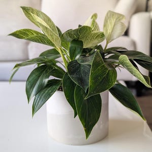 May include: A Philodendron Birkin houseplant with dark green, heart-shaped leaves featuring prominent white pinstripes and variegation. The plant is potted in a simple, cylindrical, matte white ceramic planter with a smooth, clean finish.
