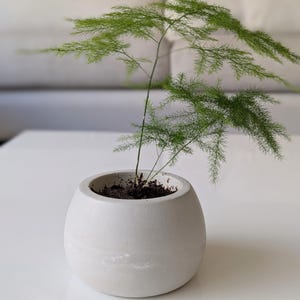 Handmade Round Concrete Planter: Minimalist Home Decor