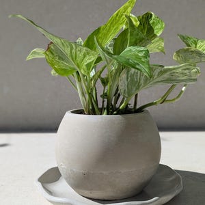 Può includere: Una pianta in vaso con foglie verdi e bianche variegate in un vaso rotondo di cemento grigio chiaro. Il vaso poggia su un piattino abbinato. Un elemento decorativo per la casa.