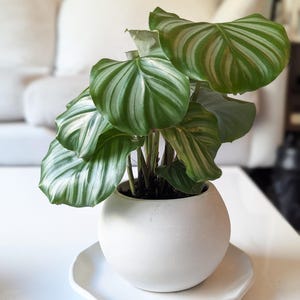 Può includere: Una pianta Calathea orbifolia in vaso con grandi foglie arrotondate di un verde vibrante, caratterizzate da venature argentee e bianche. La pianta è contenuta in un vaso sferico in ceramica bianca opaca, poggiato su un piattino abbinato.