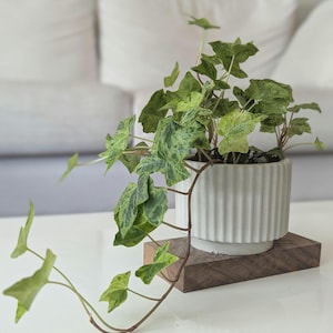 Puede incluir: Una planta de hiedra variegada verde y amarilla en una maceta de cerámica blanca con estrías. La maceta está sobre un pequeño bloque de madera oscura. Las enredaderas colgantes añaden un toque decorativo. Ideal para el hogar.