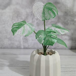 Monstera deliciosa dipping flower  with Concrete Planter