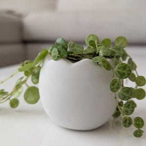 Handgjord äggformad betongplanter: Minimalistisk inomhusinredning