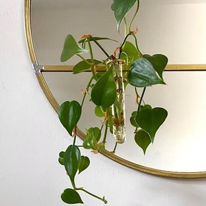 Circle Mirror Plant Propagation Test Tube Vase Handmade 18 Round Wall Mirror Modern Brass Metal Frame House Plant Cutting Flower Propagator image 2