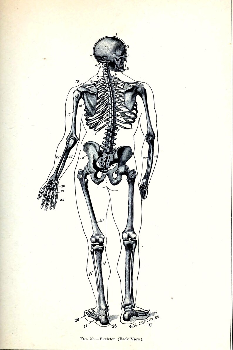 Skeleton Wall Art: Vintage 1883 Anatomy Print - Digital Download - Etsy