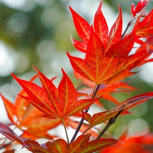 Red Maple Photograph, High Resolution Digital Download