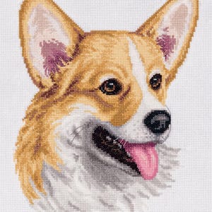 Op de afbeelding: Een close-up van een bruine en witte corgi-hond met zijn tong naar buiten. De hond heeft een vriendelijke uitdrukking en kijkt naar rechts.