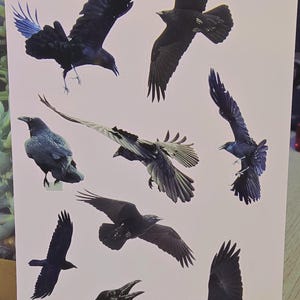 Puede incluir: Una hoja de papel con ocho pegatinas de cuervos negros. Los cuervos están en varias poses, algunos volando, algunos posados y algunos mirando hacia arriba.