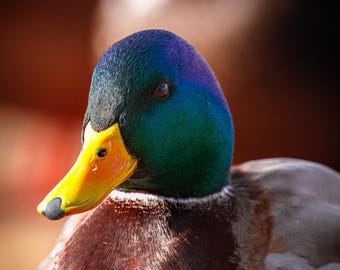 PHOTO PRINT - Mallard Duck waterfowl bird portrait nature wildlife birding photography birdwatching print