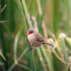 May include: A small, gray bird with a red head perched on a green stalk of grass. The bird has a long, thin tail and is looking down.
