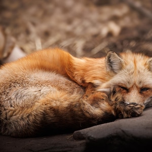 PHOTO PRINT - Red Fox cute nature wildlife photography print
