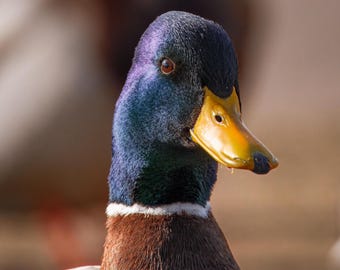 PHOTO PRINT - Mallard Duck waterfowl bird portrait nature wildlife birding photography birdwatching print