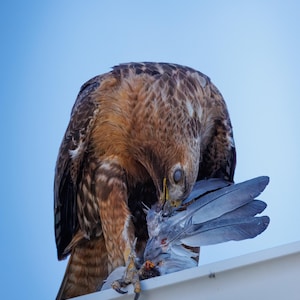 May include: A hawk with brown and white feathers, perched on a white surface, consuming a gray bird with visible feathers. The hawk's eye is visible, and the background is a clear blue sky.