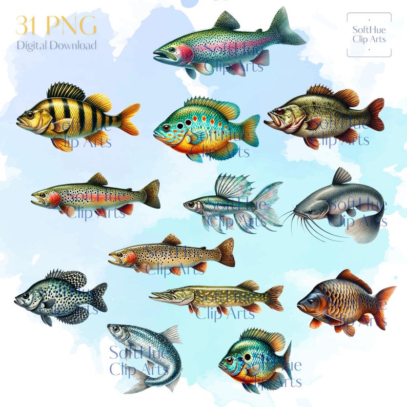 Freshwater Fish Clipart Bundle, 31 Watercolor Fishing Pngs, Bass Trout ...