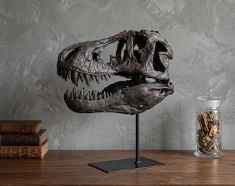 Large Dinosaur Skull Decoration - Fossil Replica for Home or Office