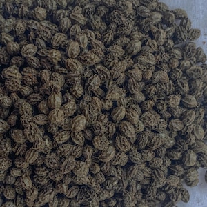 Papaya Seeds 50g Dwarf Papaya | 50g fresh seeds 2025 | Same Day Dispatch 200+ seeds paw paw seeds