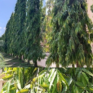 May include: A tall, slender Polyalthia longifolia tree, commonly known as the false ashoka, featuring a narrow, columnar growth habit with dense, drooping, lance-shaped green leaves that create a layered, textured appearance throughout the foliage.
