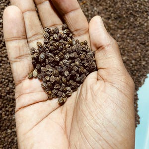 Papaya Seeds X 200+. Dried Papaya Seeds, Best Quality, UK seller, Health Benefits FROM UK