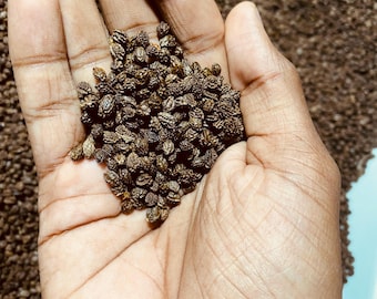 Papaya Seeds X 200+. Dried Papaya Seeds, Best Quality, UK seller, Health Benefits FROM UK