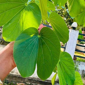 May include: A cluster of vibrant green Bauhinia leaves, characterized by their distinct bilobed, heart-shaped structure. The leaves display prominent, light-colored veins radiating from the base, with sunlight filtering through the foliage.
