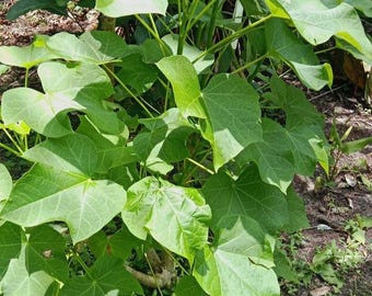 Jatropha Curcas Hojas Ratanjot Laljari Yatilung Jadi Hierba (HOJAS SECAS)