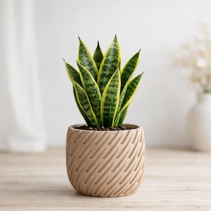 Può includere: Una pianta di serpente in un vaso beige strutturato. La pianta ha foglie a strisce verdi e gialle. Il vaso presenta linee diagonali e poggia su una superficie di legno chiaro.
