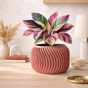 Könnte beinhalten: Eine Calathea-Pflanze mit leuchtend rosa, grünen und violetten Blättern in einem terrakottafarbenen, gewellten Topf. Die Pflanze steht auf einer Holzoberfläche, mit dekorativen Gegenständen im Hintergrund, für eine ruhige Atmosphäre.