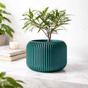 Może przedstawiać: Zielony, żebrowany doniczka w kolorze morskim z małą zieloną rośliną. Doniczka ma zaokrąglony kształt i pionowe rowki. Roślina ma cienki brązowy pień i zielone liście. Doniczka stoi na białej powierzchni.