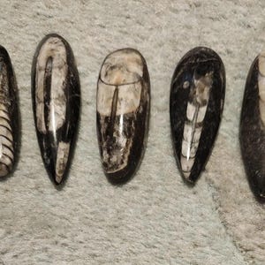 Small Orthoceras Chephalopod, Orthoceratites,Ordovician Period 485 Million - 443 Million Years Ago,1.5" to 2.1",Ancient Energy and Knowledge