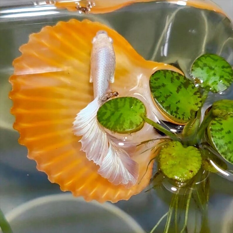 Betta Fish Shell-shaped Sleep Perch With Suction Cup – Algae-resistant ...