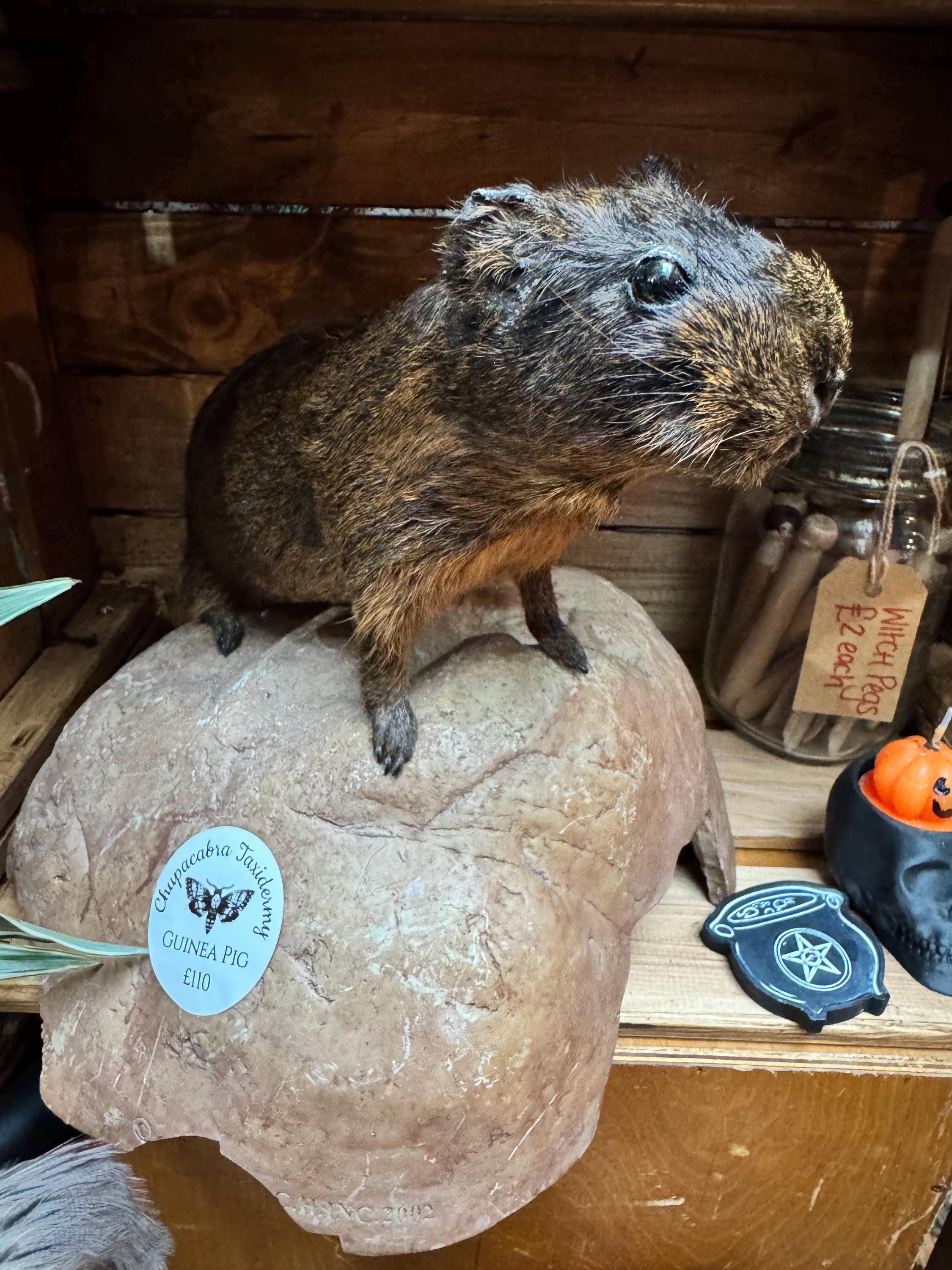 Taxidermy Guinea Pig