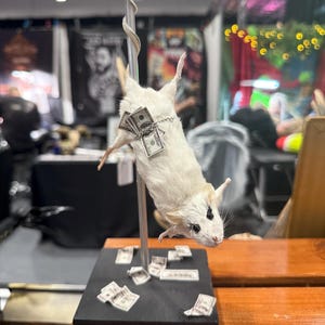 Ratón de baile en barra con taxidermia